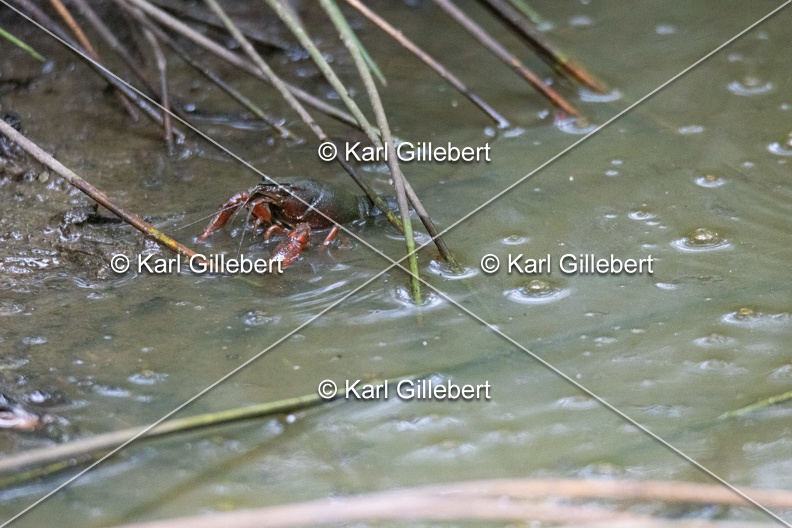 Karl-Gillebert-ecrevisse-de-Louisiane-Procambarus-clarkii -1121.jpg