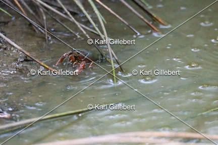 Karl-Gillebert-ecrevisse-de-Louisiane-Procambarus-clarkii -1121
