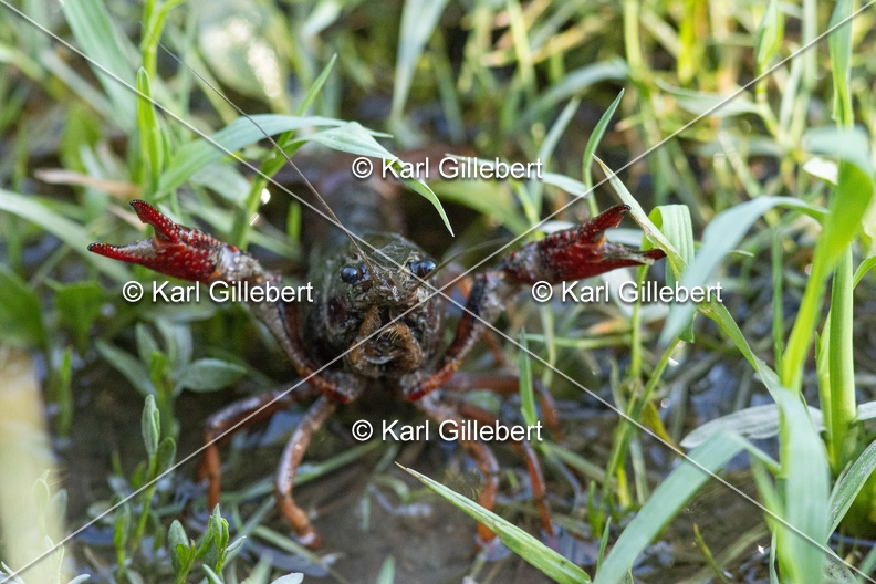 Karl-Gillebert-ecrevisse-de-Louisiane-Procambarus-clarkii -4701.jpg
