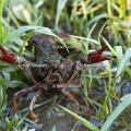 Karl-Gillebert-ecrevisse-de-Louisiane-Procambarus-clarkii -4701