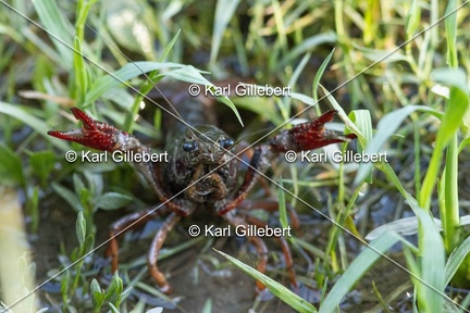 Karl-Gillebert-ecrevisse-de-Louisiane-Procambarus-clarkii -4701