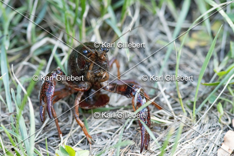 Karl-Gillebert-ecrevisse-de-Louisiane-Procambarus-clarkii -4708.jpg