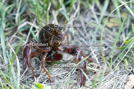 Karl-Gillebert-ecrevisse-de-Louisiane-Procambarus-clarkii -4708