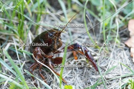 Karl-Gillebert-ecrevisse-de-Louisiane-Procambarus-clarkii -4713