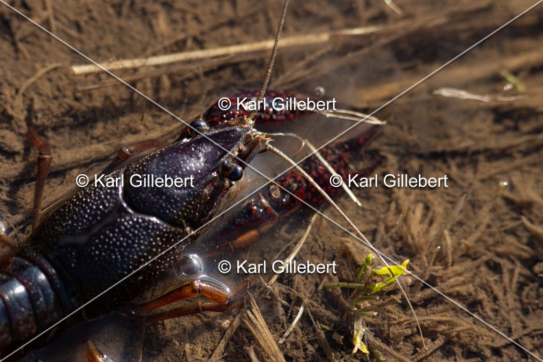 Karl-Gillebert-ecrevisse-de-Louisiane-Procambarus-clarkii -4716