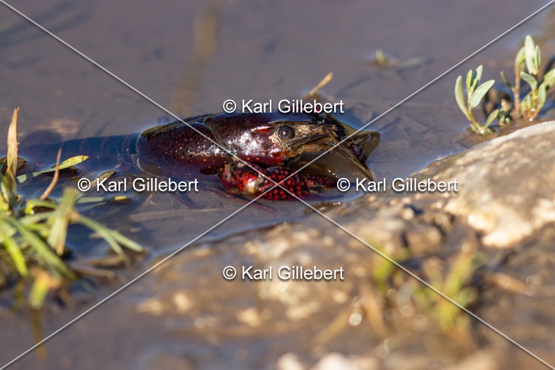Karl-Gillebert-ecrevisse-de-Louisiane-Procambarus-clarkii -4729.jpg