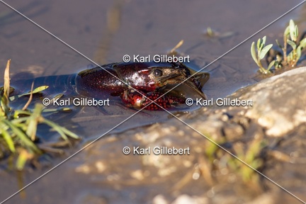 Karl-Gillebert-ecrevisse-de-Louisiane-Procambarus-clarkii -4729