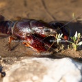 Karl-Gillebert-ecrevisse-de-Louisiane-Procambarus-clarkii -4739