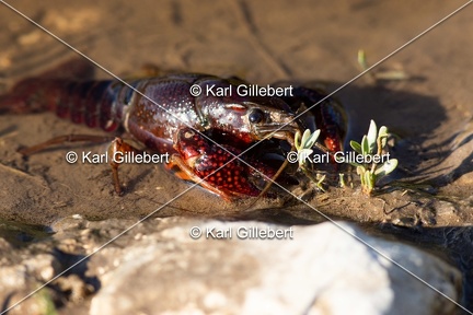 Karl-Gillebert-ecrevisse-de-Louisiane-Procambarus-clarkii -4739