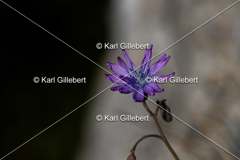 Karl-Gillebert-Laitue-vivace-Lactuca-perennis-6085.jpg