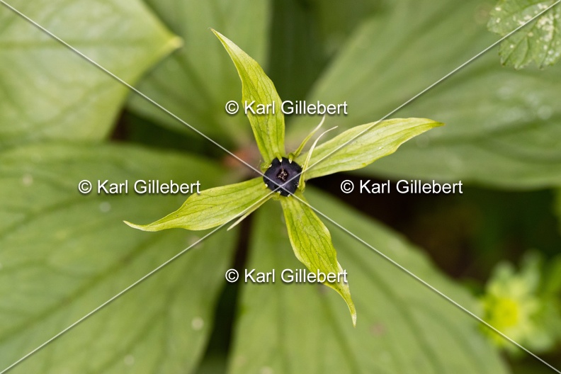 Karl-Gillebert-Parisette-a-quatre-feuilles-Paris-quadrifolia-6188.jpg