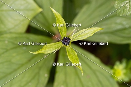 Karl-Gillebert-Parisette-a-quatre-feuilles-Paris-quadrifolia-6188