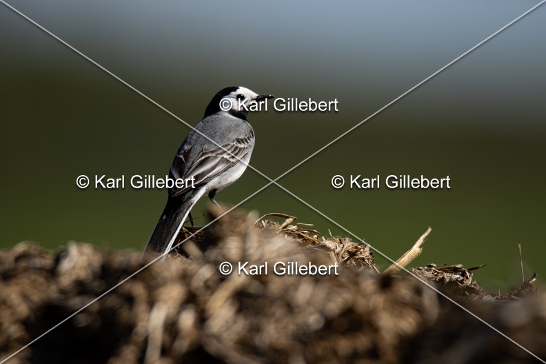 Karl-Gillebert-Bergeronnette-grise-Motacilla-alba-7323