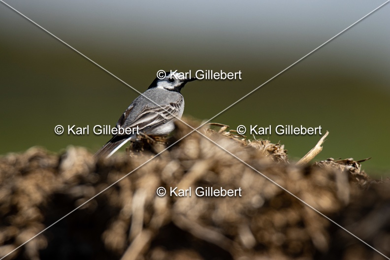 Karl-Gillebert-Bergeronnette-grise-Motacilla-alba-7331.jpg