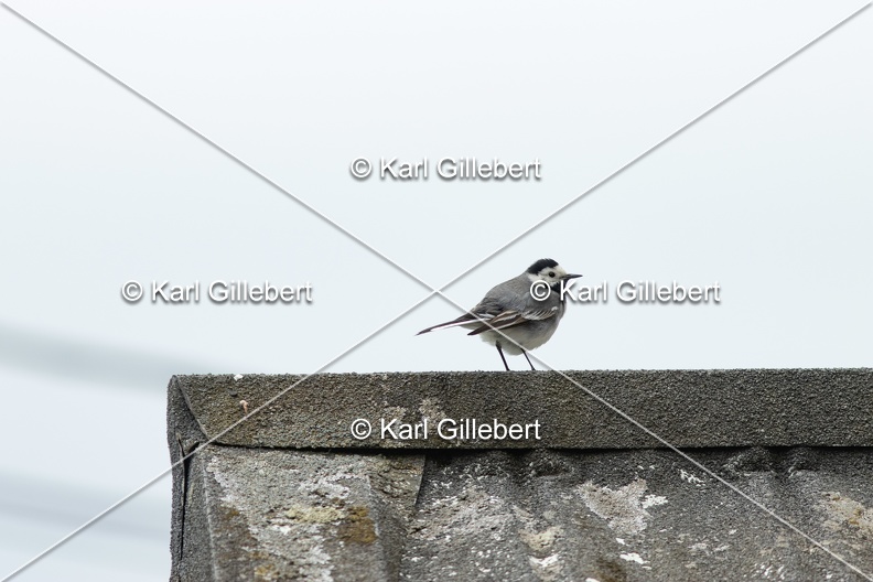 Karl-Gillebert-Bergeronnette-grise-Motacilla-alba-8742.jpg