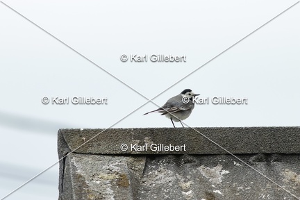 Karl-Gillebert-Bergeronnette-grise-Motacilla-alba-8742