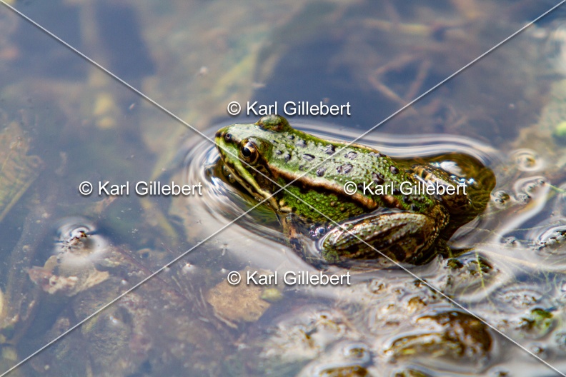 Karl-Gillebert-grenouille-verte-Pelophylax-kl-esculentus-0225.jpg