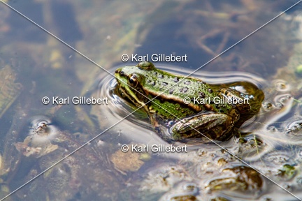 Karl-Gillebert-grenouille-verte-Pelophylax-kl-esculentus-0225