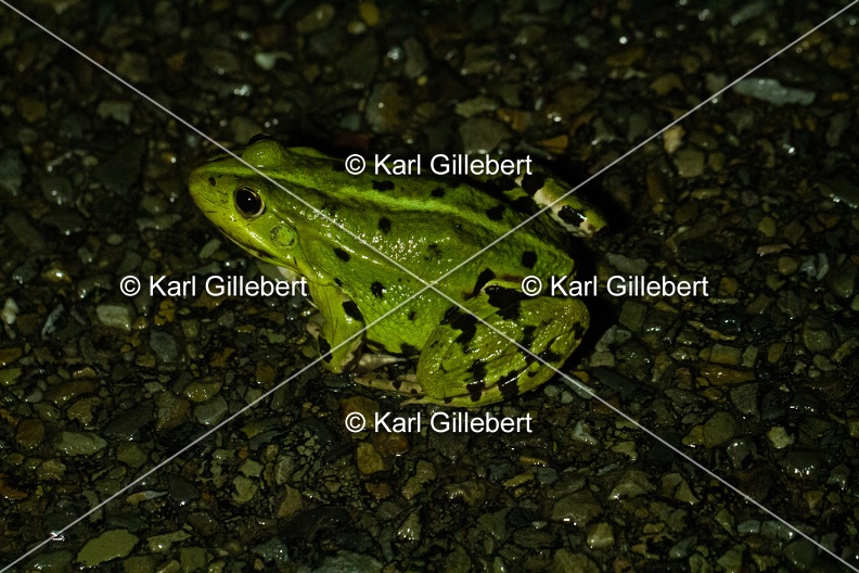 Karl-Gillebert-grenouille-verte-Pelophylax-kl-esculentus-0263.jpg