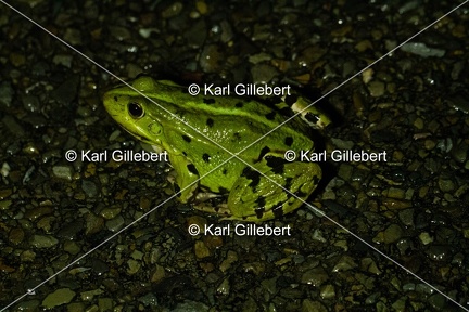 Karl-Gillebert-grenouille-verte-Pelophylax-kl-esculentus-0263