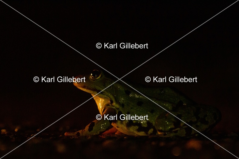 Karl-Gillebert-grenouille-verte-Pelophylax-kl-esculentus-0265.jpg