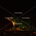 Karl-Gillebert-grenouille-verte-Pelophylax-kl-esculentus-0265