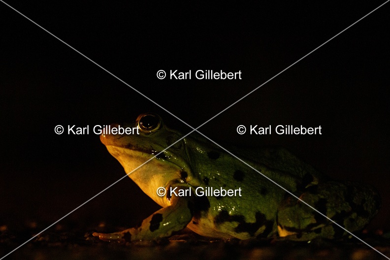 Karl-Gillebert-grenouille-verte-Pelophylax-kl-esculentus-0267.jpg
