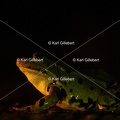 Karl-Gillebert-grenouille-verte-Pelophylax-kl-esculentus-0267