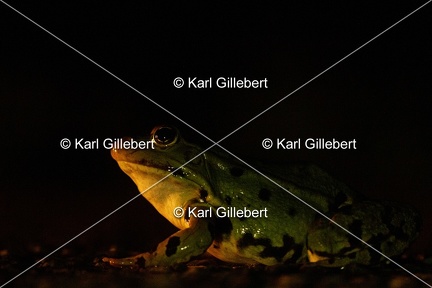 Karl-Gillebert-grenouille-verte-Pelophylax-kl-esculentus-0267