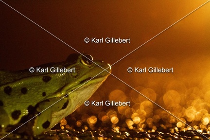 Karl-Gillebert-grenouille-verte-Pelophylax-kl-esculentus-0271
