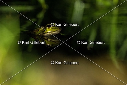 Karl-Gillebert-grenouille-verte-Pelophylax-kl-esculentus-1576