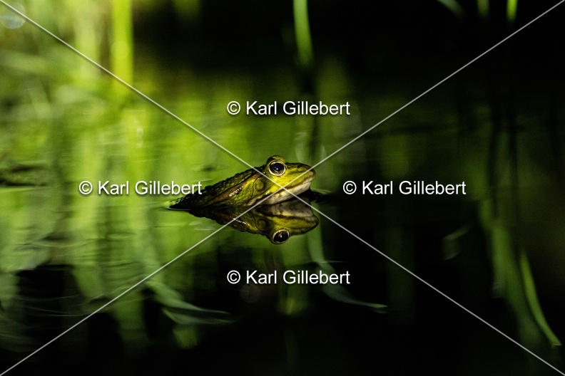 Karl-Gillebert-grenouille-verte-Pelophylax-kl-esculentus-1580.jpg