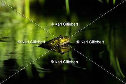 Karl-Gillebert-grenouille-verte-Pelophylax-kl-esculentus-1580