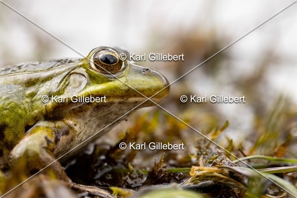 Karl-Gillebert-grenouille-verte-Pelophylax-kl-esculentus-2296