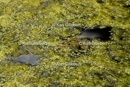 Karl-Gillebert-grenouille-verte-Pelophylax-kl-esculentus-5742