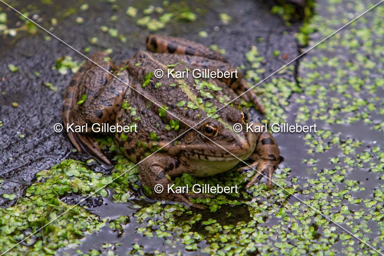 Karl-Gillebert-grenouille-verte-Pelophylax-kl-esculentus-6406.jpg