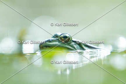Karl-Gillebert-grenouille-verte-Pelophylax-kl-esculentus-6581