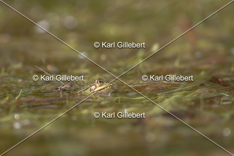 Karl-Gillebert-grenouille-verte-Pelophylax-kl-esculentus-6670.jpg