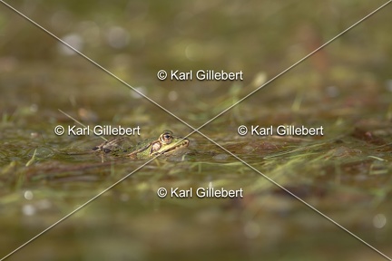 Karl-Gillebert-grenouille-verte-Pelophylax-kl-esculentus-6670