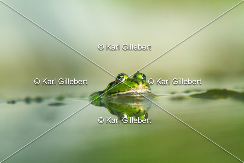 Karl-Gillebert-grenouille-verte-Pelophylax-kl-esculentus-6728.jpg