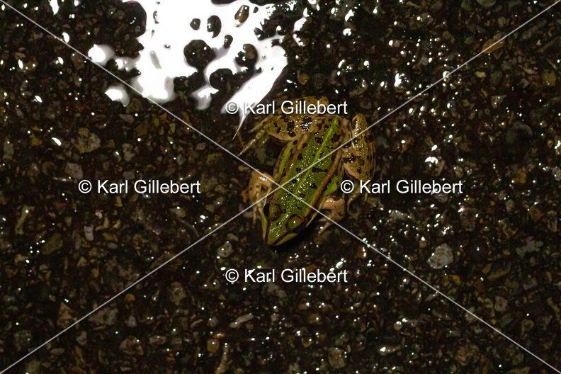 Karl-Gillebert-grenouille-verte-Pelophylax-kl-esculentus-6767.jpg