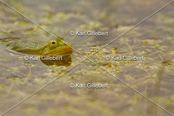 Karl-Gillebert-grenouille-verte-Pelophylax-kl-esculentus-7385