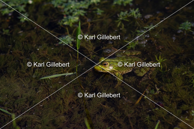 Karl-Gillebert-grenouille-verte-Pelophylax-kl-esculentus-7862.jpg