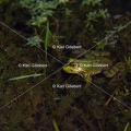 Karl-Gillebert-grenouille-verte-Pelophylax-kl-esculentus-7862
