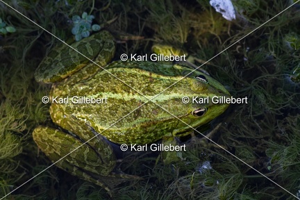 Karl-Gillebert-grenouille-verte-Pelophylax-kl-esculentus-8017