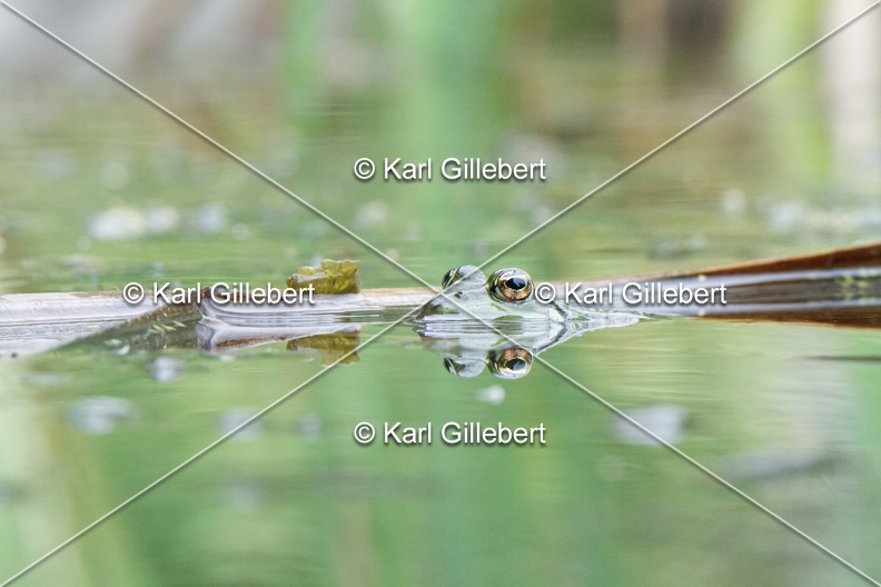 Karl-Gillebert-grenouille-verte-Pelophylax-kl-esculentus-8023.jpg
