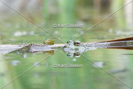 Karl-Gillebert-grenouille-verte-Pelophylax-kl-esculentus-8023