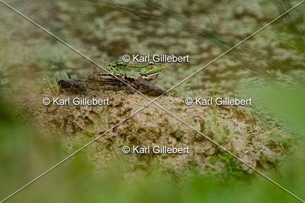 Karl-Gillebert-grenouille-verte-Pelophylax-kl-esculentus-9282