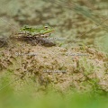 Karl-Gillebert-grenouille-verte-Pelophylax-kl-esculentus-9286.jpg