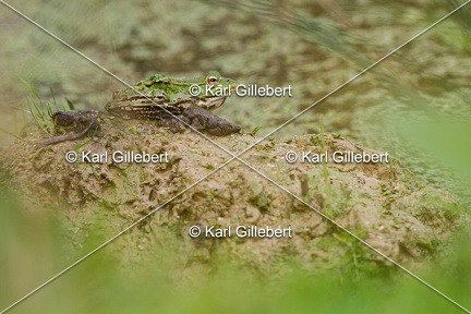 Karl-Gillebert-grenouille-verte-Pelophylax-kl-esculentus-9286